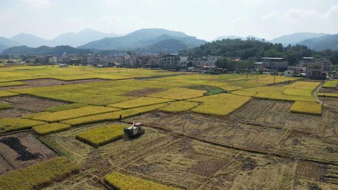 九游娱乐NineGame：铁涌镇：2024年经济与民生双提升2025年再绘宜居乡镇新画卷(图3)