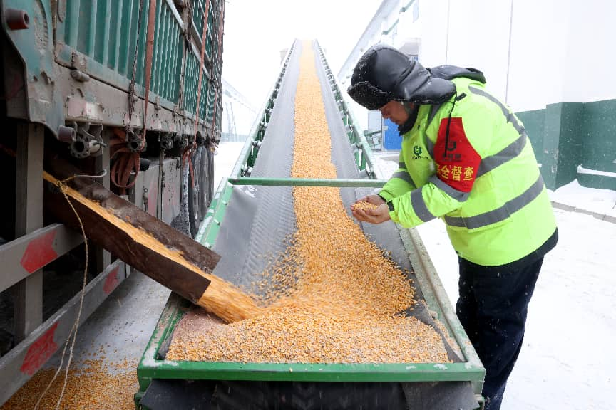 粮安天下储稳民心——中储粮推进粮食收购高质量发展的实践密码(图3)