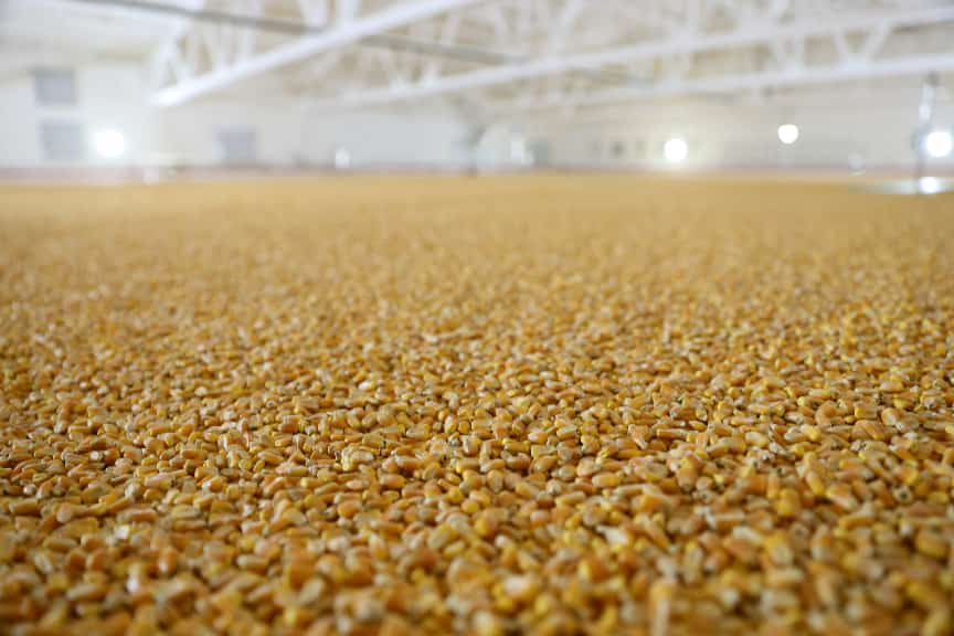 粮安天下储稳民心——中储粮推进粮食收购高质量发展的实践密码(图11)